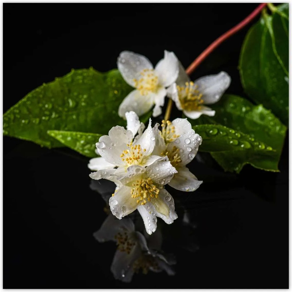 Poszterek 100x100 Fehér jázmin virág