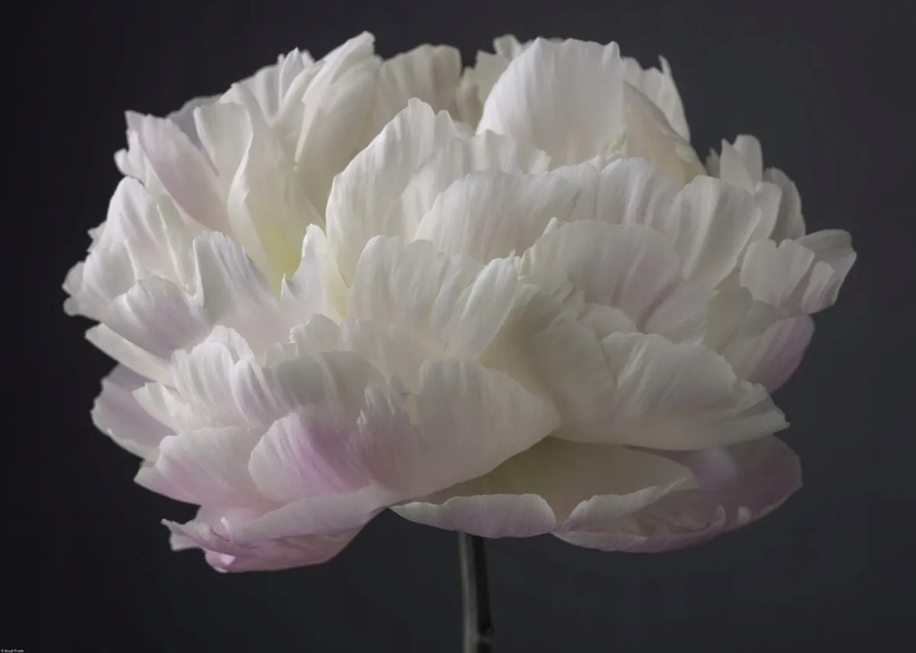 Poszter 70x50cm Bazsarózsa virág, Assaf Frank