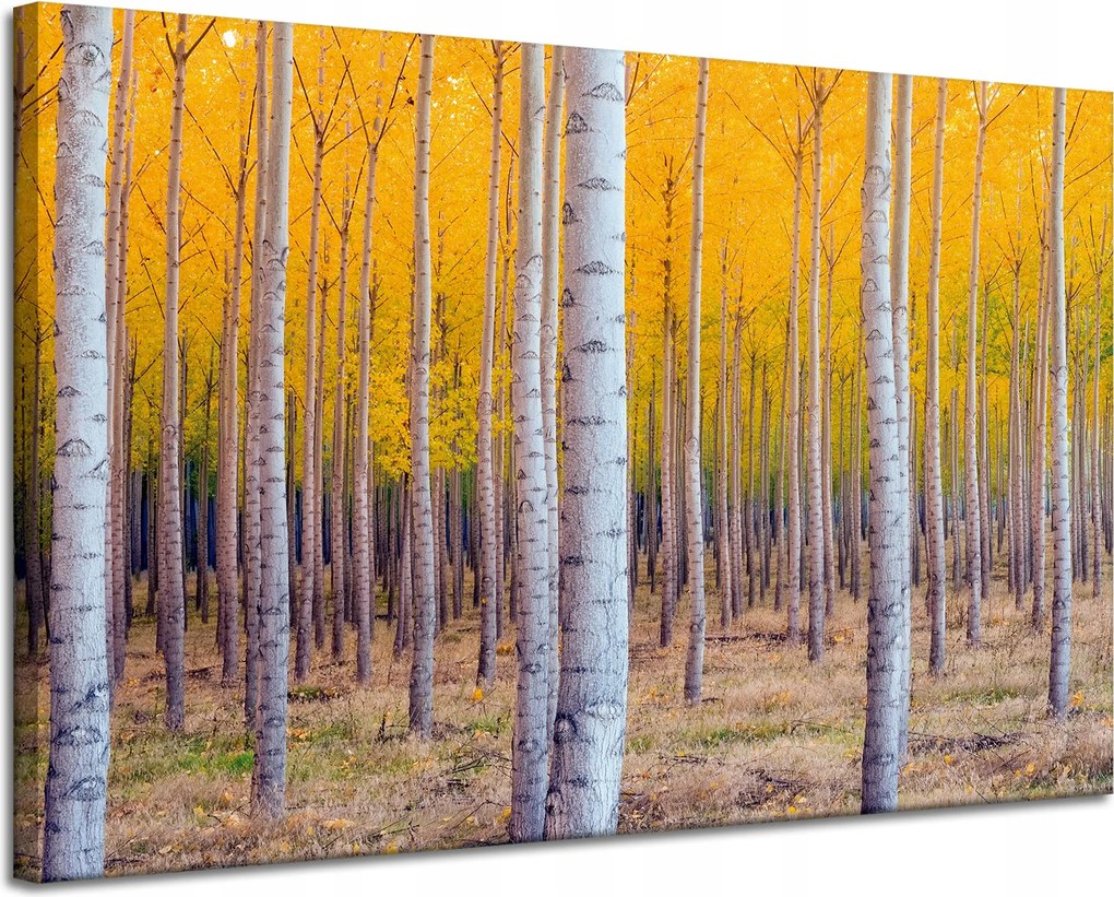 Nyírfa Ősz Sárga levelek vászonkép 120x80 cm Ajándéknak is tökéletes