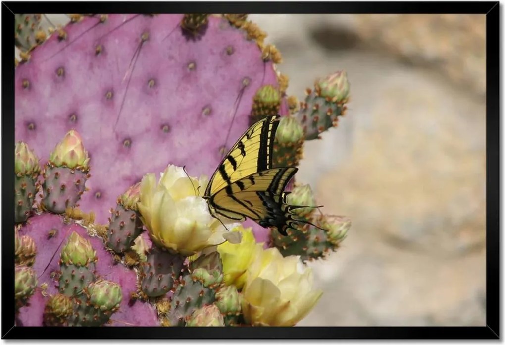 Poszterek keretben 60x40 Pillangó a kaktuszon