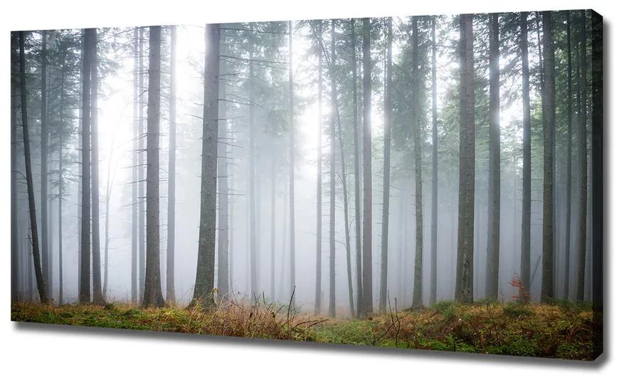 Vászon nyomtatás Köd az erdőben pl-oc-120x60-f-74026356