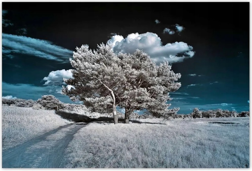 Fotótapéták 104x70 Fenséges fa