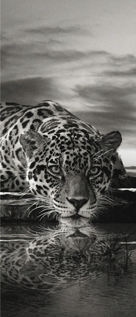 Fotótapéta Jaguar Leopard Fekete-fehér tükröződés a természet ereje 91x211 +ragasztó