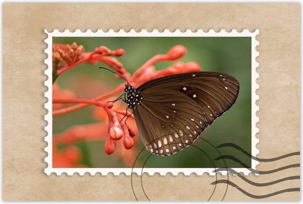 Poszter 60x40 Barna pillangó