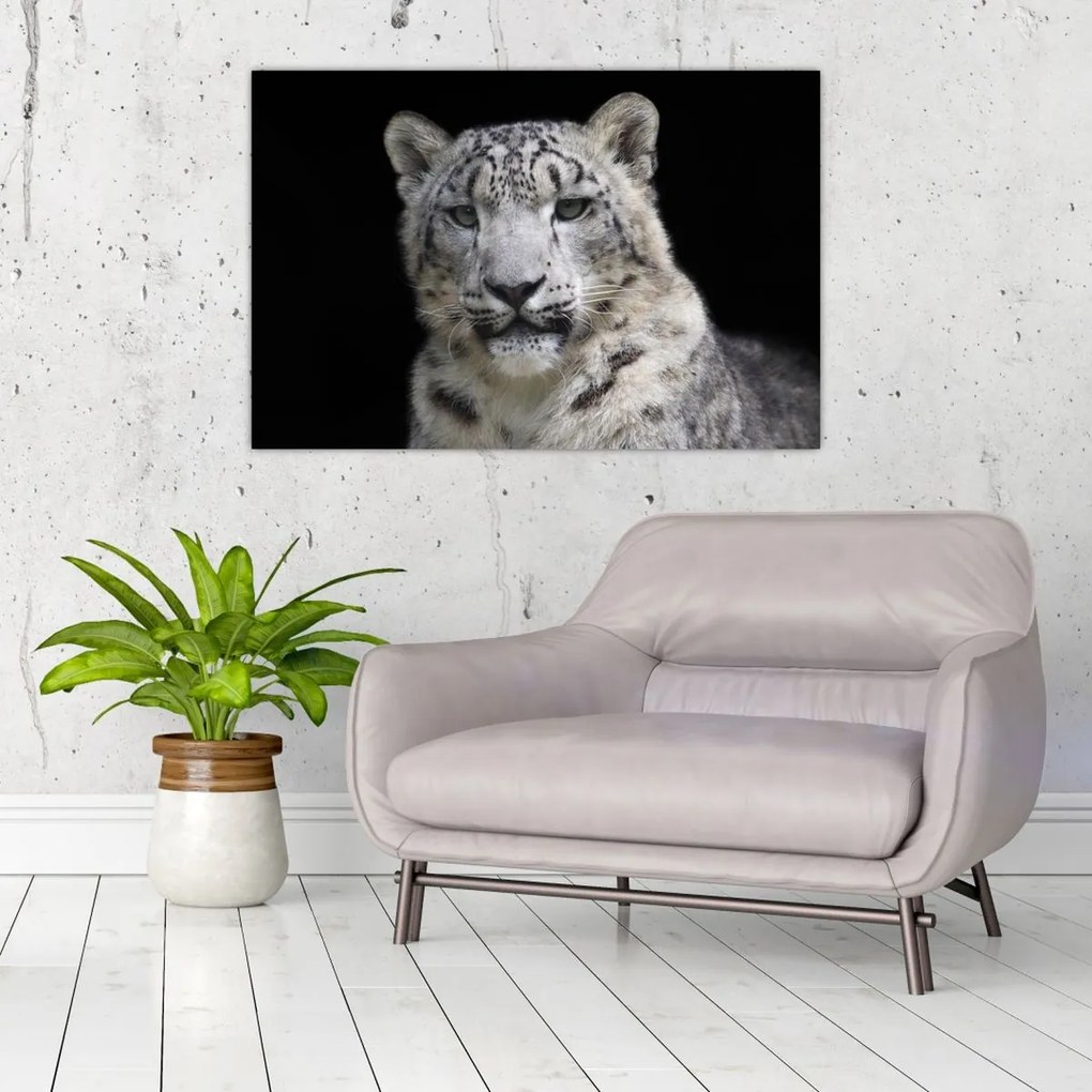 Kép - Snow Leopard (90x60 cm)