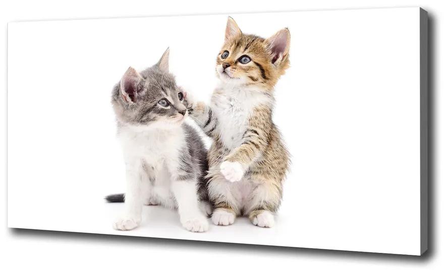 Vászonkép Két kis macska pl-oc-100x50-f-120060855