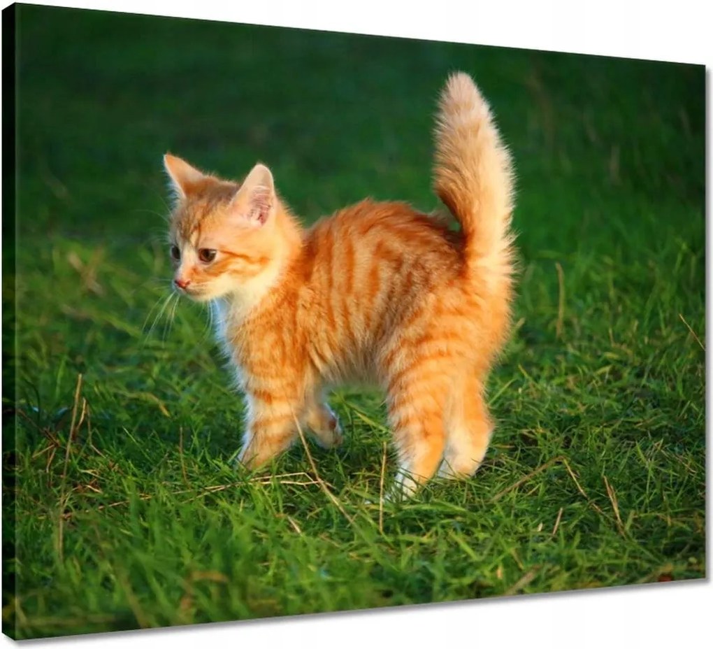 Vászonkép 50x40 Cica