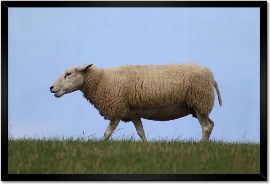 Poszterek keretben 60x40 Juh legeltetés Bárányok