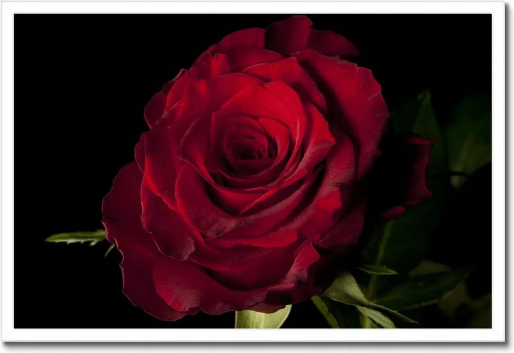 Poszter keretben 60x40 Vörös rózsa