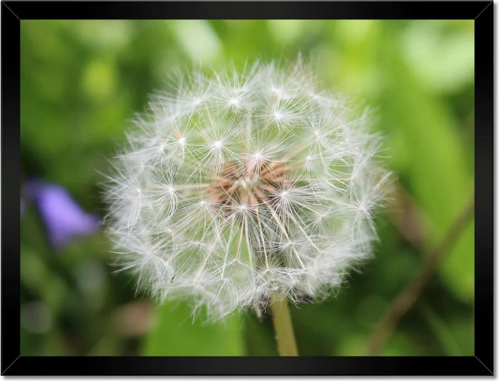 Poszterek keretben 40x30 Pitypang Virág Virágok