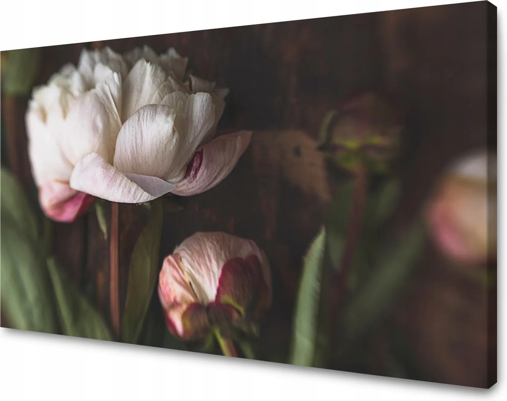 Vászonkép Fehér Virág Természet Vintage Retro 70x50