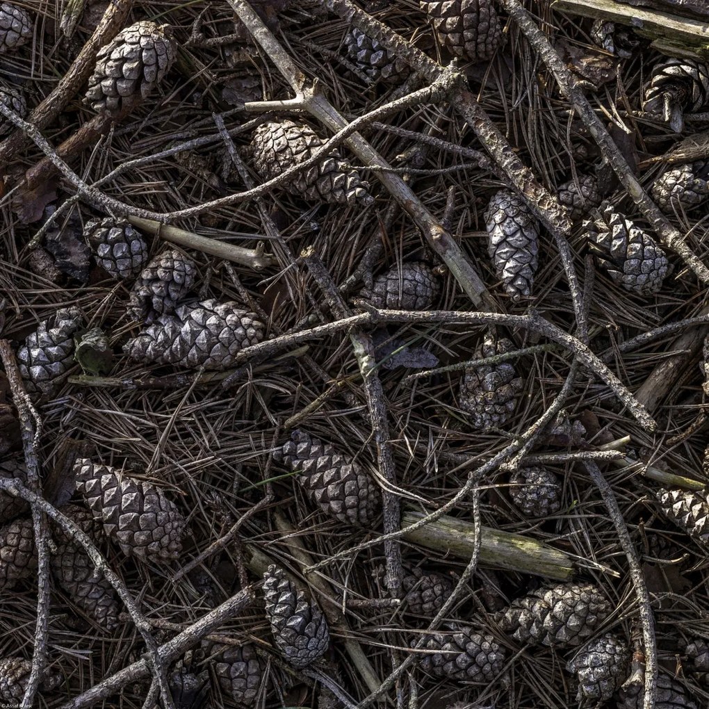 Poszter 40x40cm Erdei talaj tobozokkal és faágakkal borítva, Assaf Fr