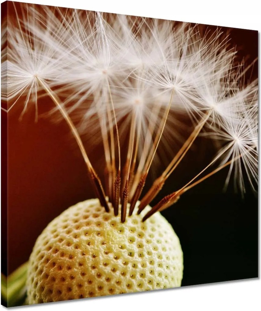 Vászonkép 40x40 Pitypang Virág Virágok