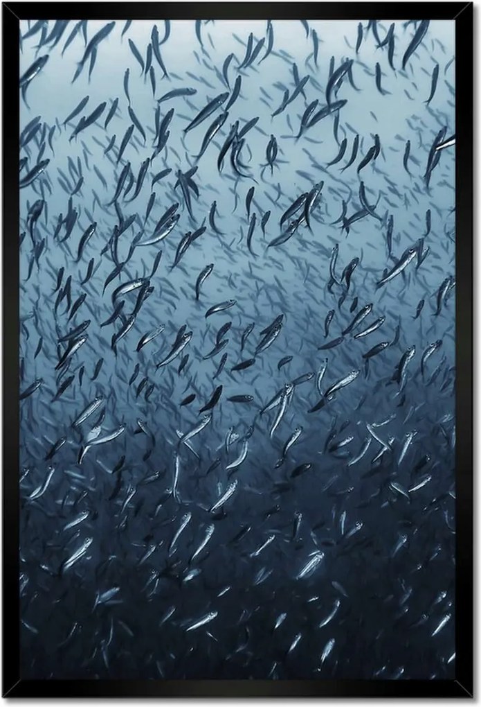 Poszterek keretben 40x60 Túrázás halrajok víz