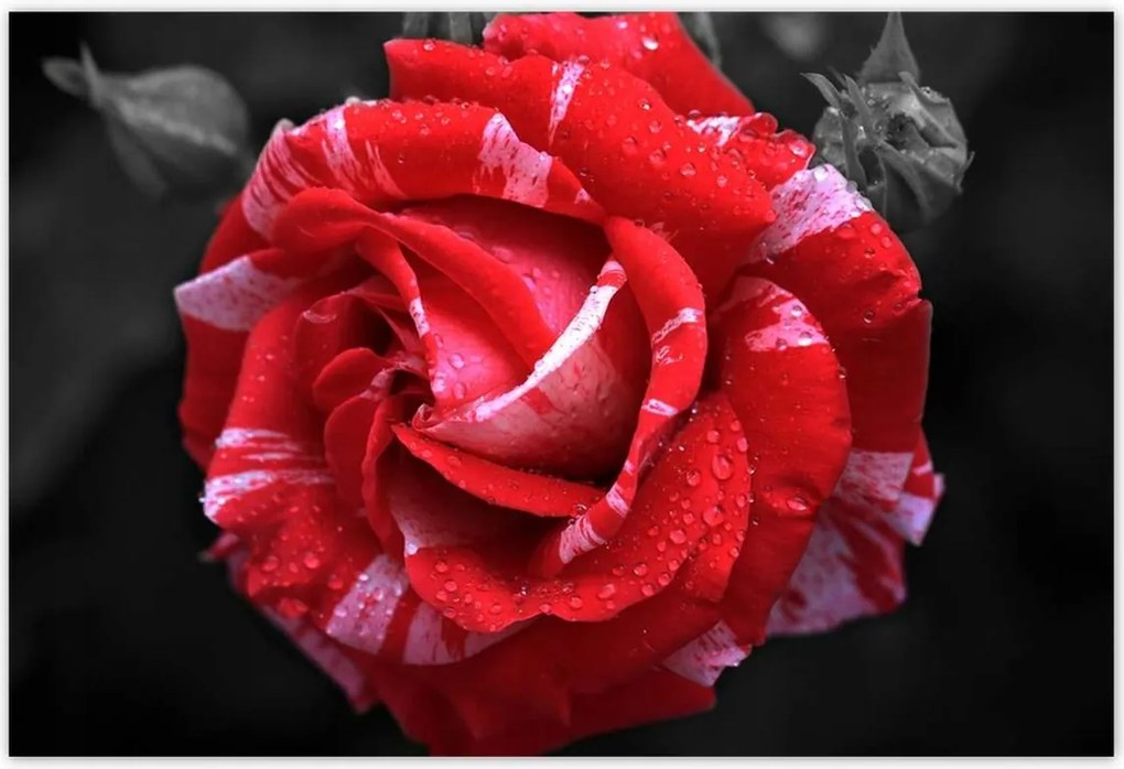 Poszterek 185x125 Fehér-piros rózsa