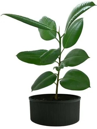 Karácsonyfa állvány 5 l, fekete