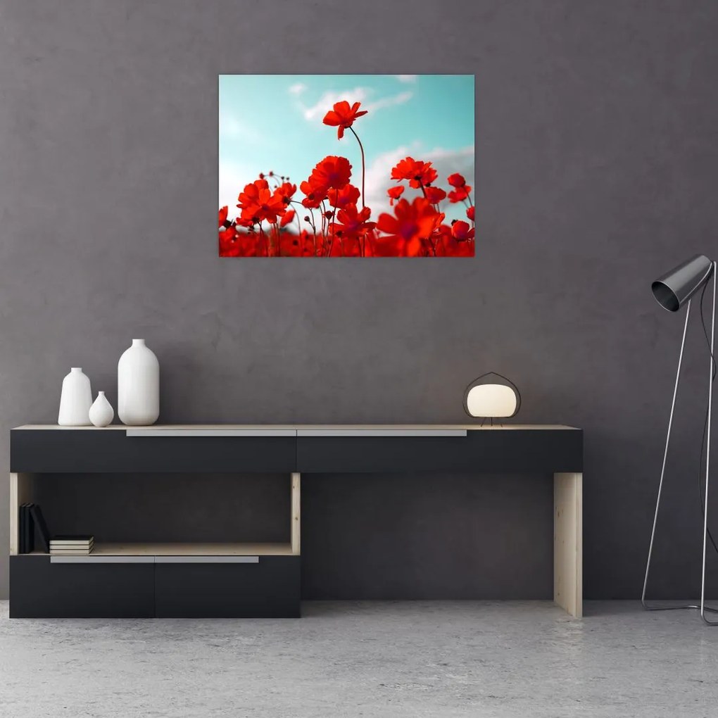Fényes piros virágokkal rendelkező mező képe (üvegen) (70x50 cm)