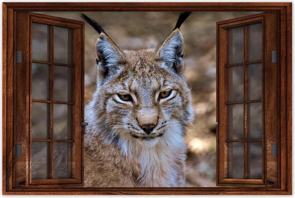 Poszterek 60x40 Hiúz közelről Vadmacska