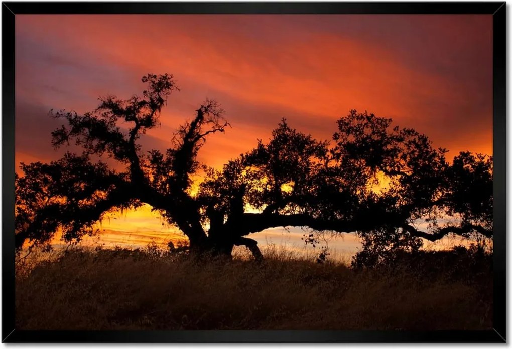 Poszterek keretben 60x40 Akác Afrikában