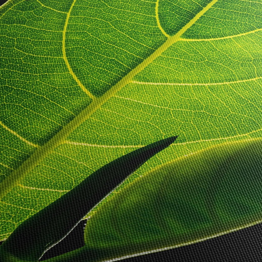 Kép - zöld levél (120x50 cm)