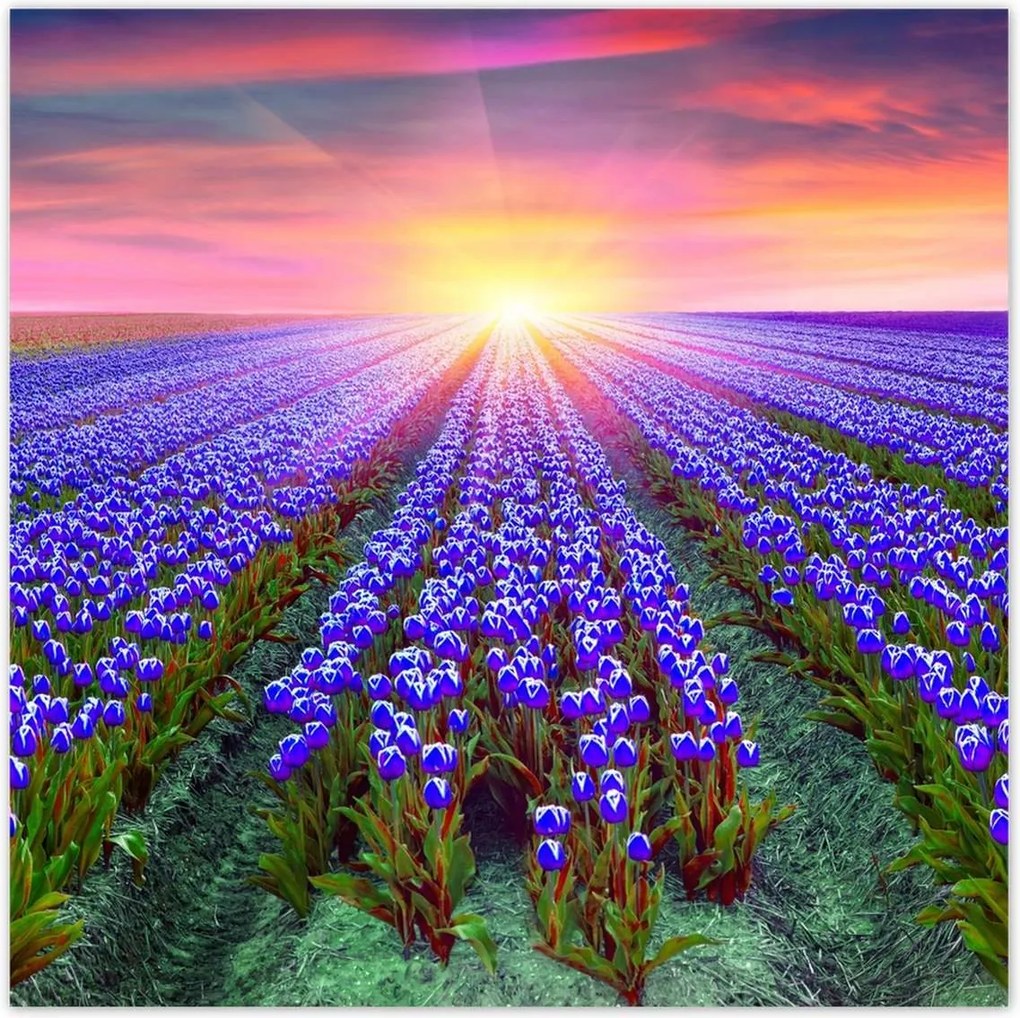Poszterek 100x100 Tulipánok tengere Tulipánok