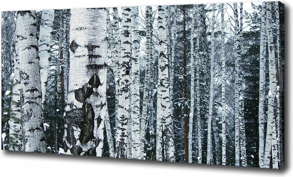 Vászonkép Nyírfák 100x70 cm