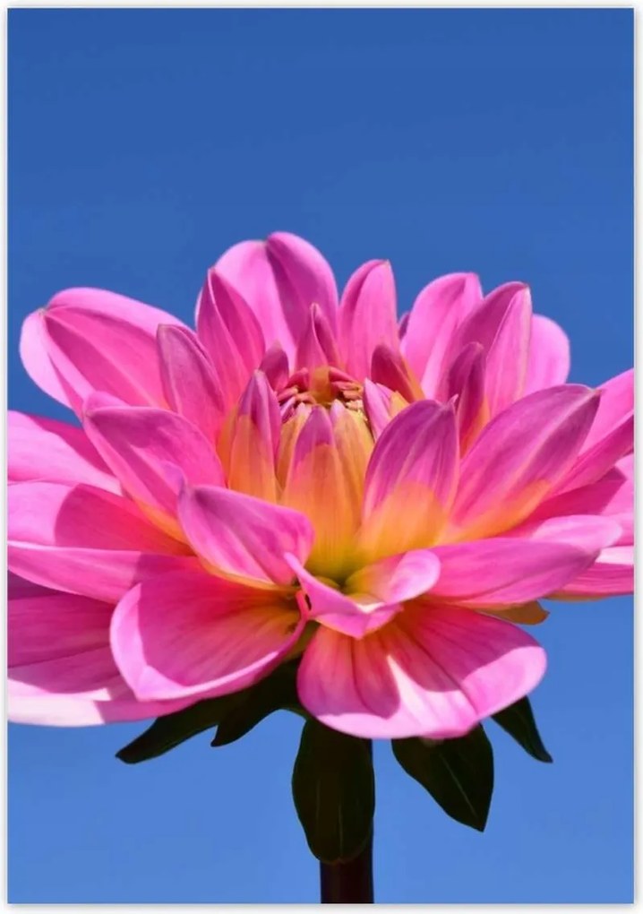 Poszterek 70x100 Dália