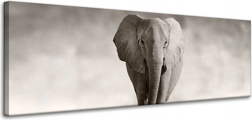 Vászonkép Fekete-fehér Elefánt Pózoló Afrika 120x40 cm