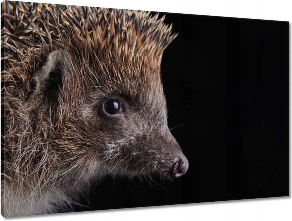 Vászonkép 90x60 Sündisznó fekete alapon