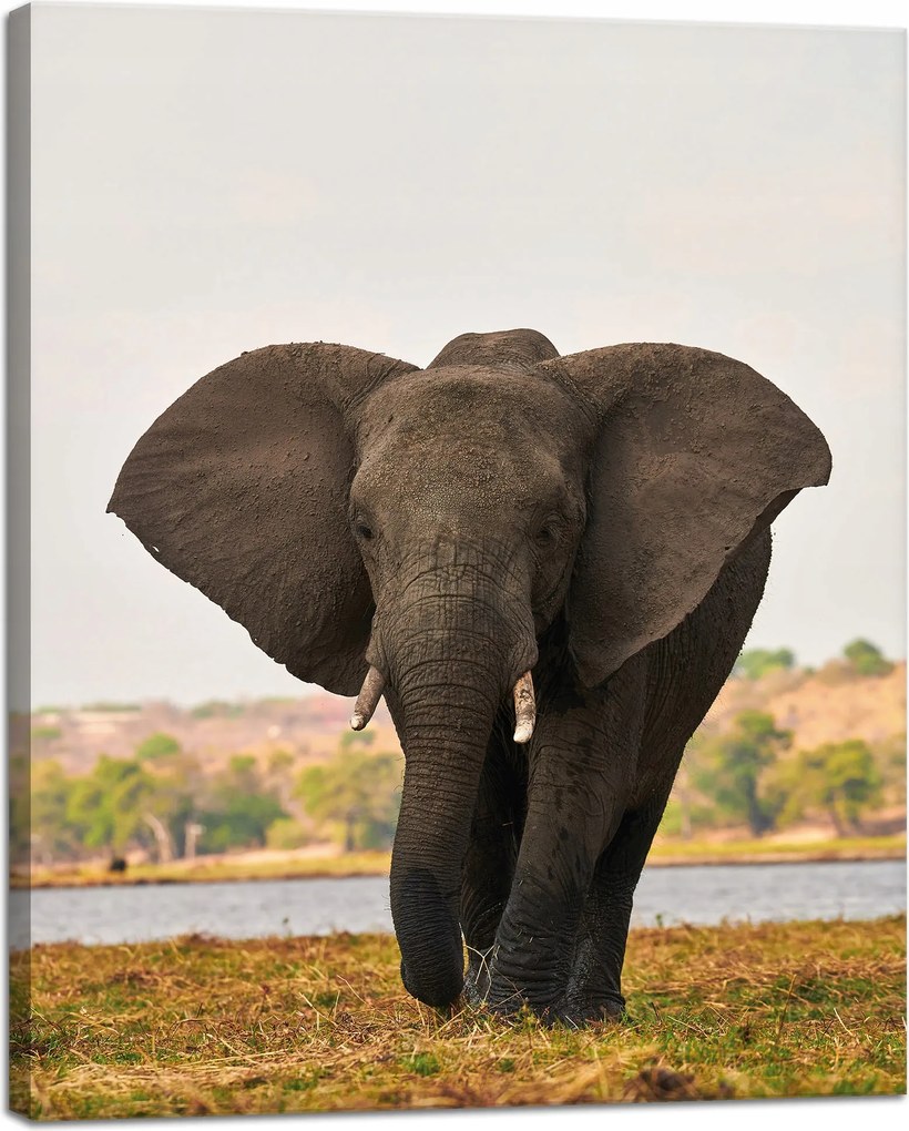 Vászonkép Nagy Szürke Elefánt a szavannán 40x50 cm Ideális ajándék