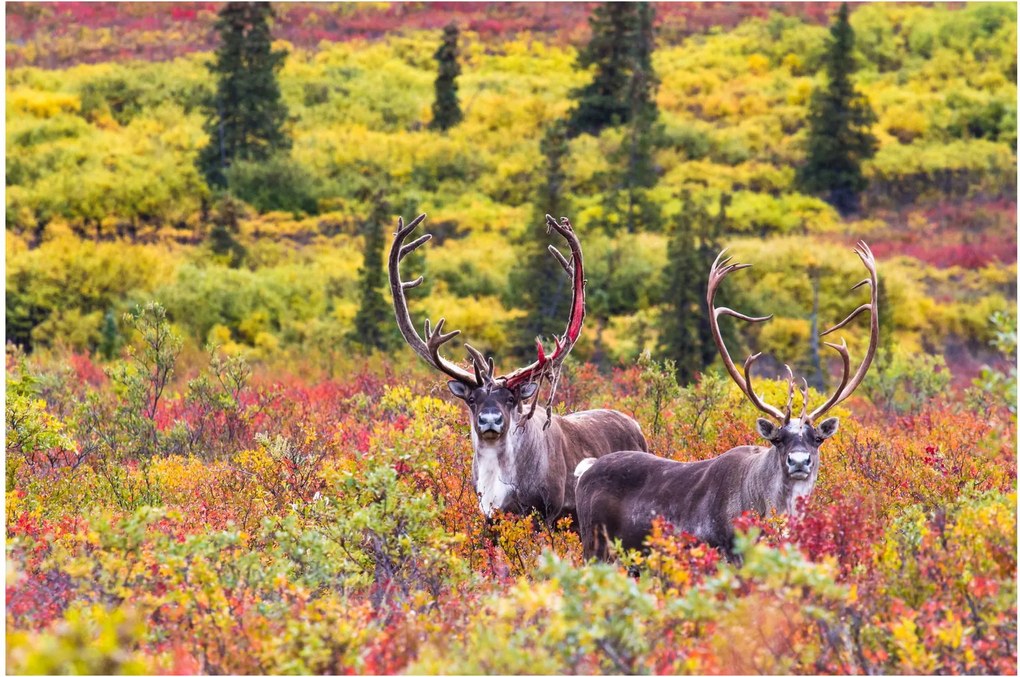 Kép - Caribou, Alaszka (90x60 cm)