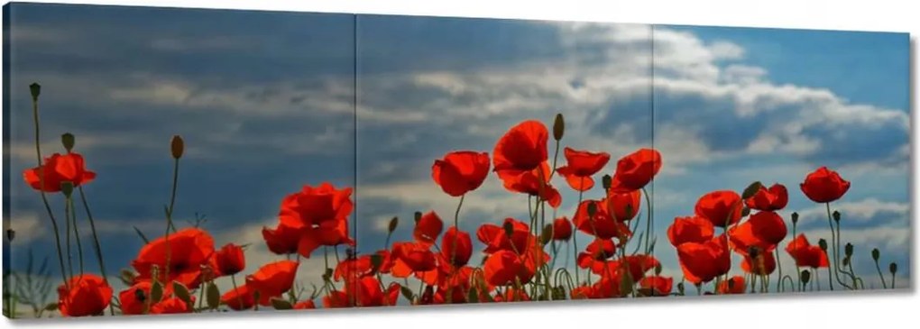 Vászonkép 60x20 Pipacs Virágok