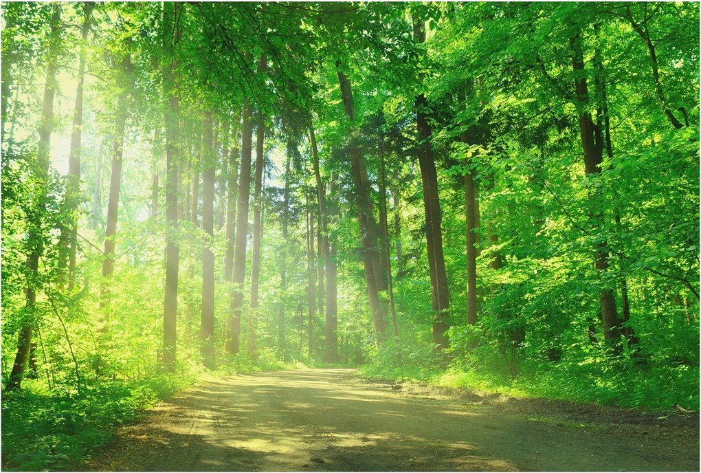 Fotótapéta Flizelin Hálószoba és Nappali Erdei ösvény 104x70