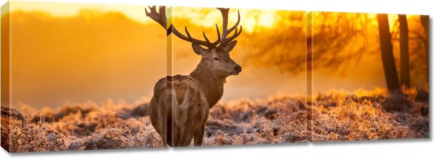 Vászonkép 150x50 Szarvas naplementekor