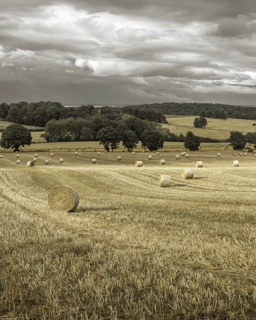 Poszter 40x50cm Szénakazalok a mezőkön 3, Assaf Frank