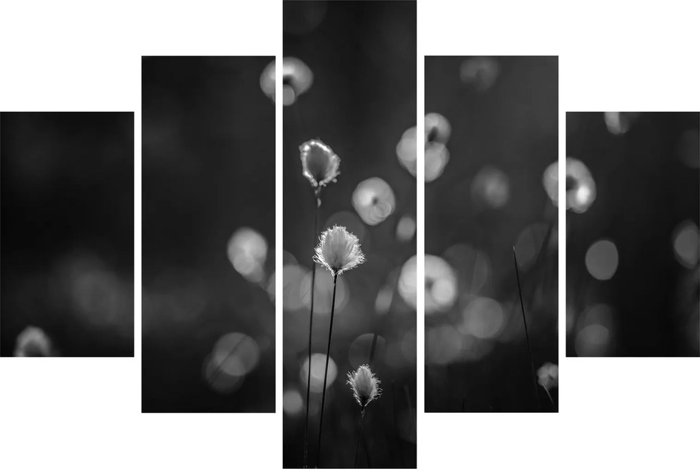 Kép - Pamutfű a réten (150x105 cm)
