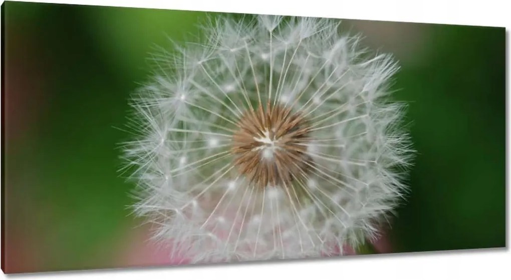 Vászonkép 115x55 Pitypang Virág Virágok