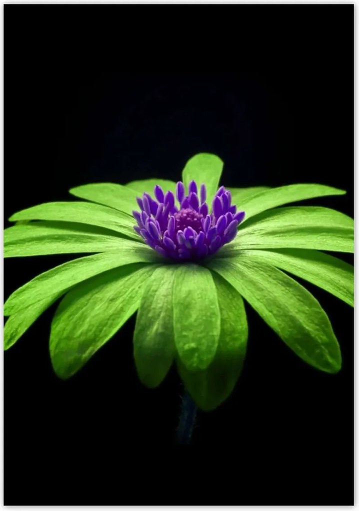 Poszterek 70x100 Lime szirmok