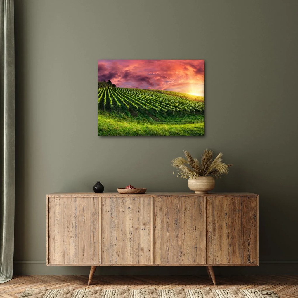 Szőlőskert és a színes égbolt képe (70x50 cm)