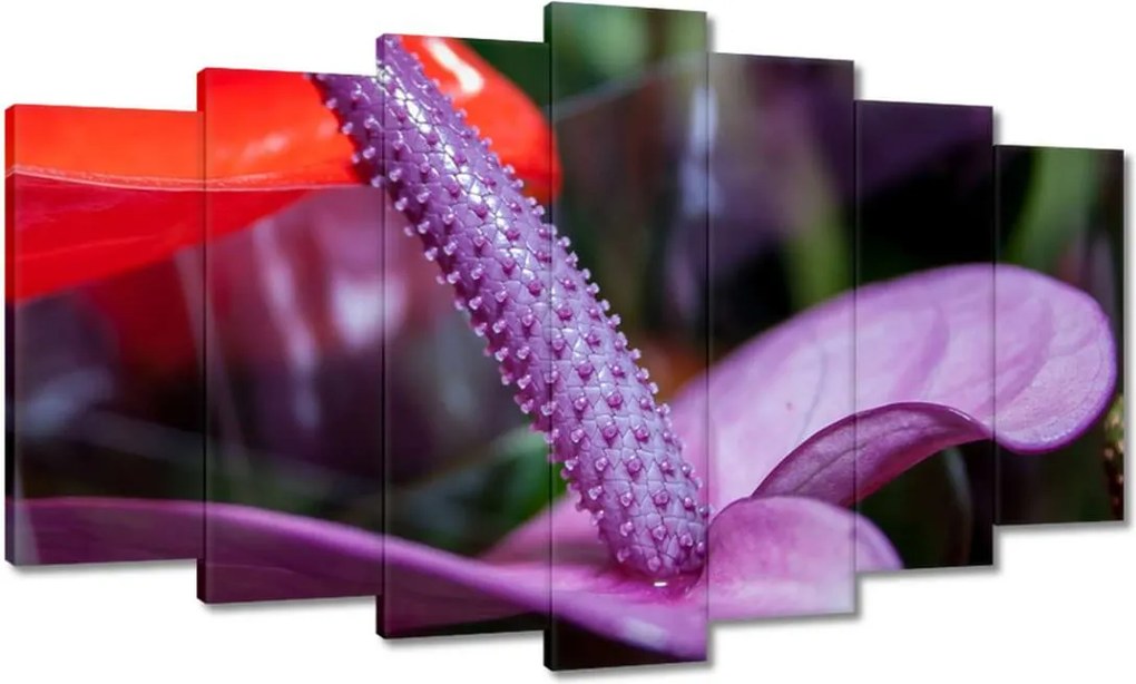 Festmények 140x80 Lila antúrium