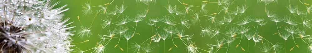 DANDELION öntapadós konyhai poszter, 350x60 cm