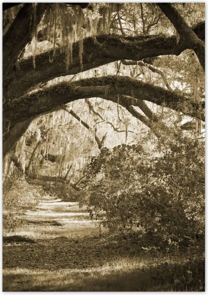 Poszterek 70x100 Tölgyek a Szépia parkban