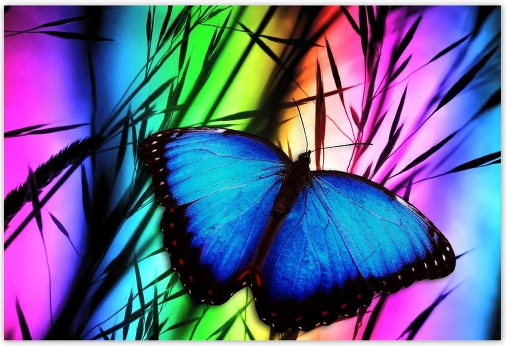 Poszterek 185x125 Kék pillangó