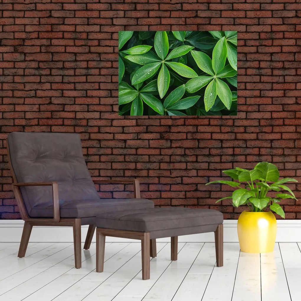 Üveg kép - Levelek harmatcseppekkel (70x50 cm)