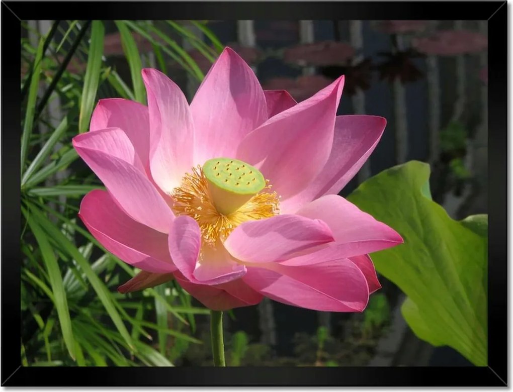 Poszterek keretben 40x30 Lótuszvirág