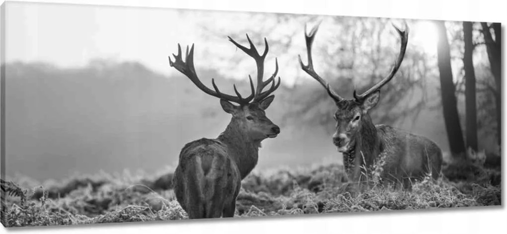 Vászonkép 100x40 Fekete-fehér szarvasok