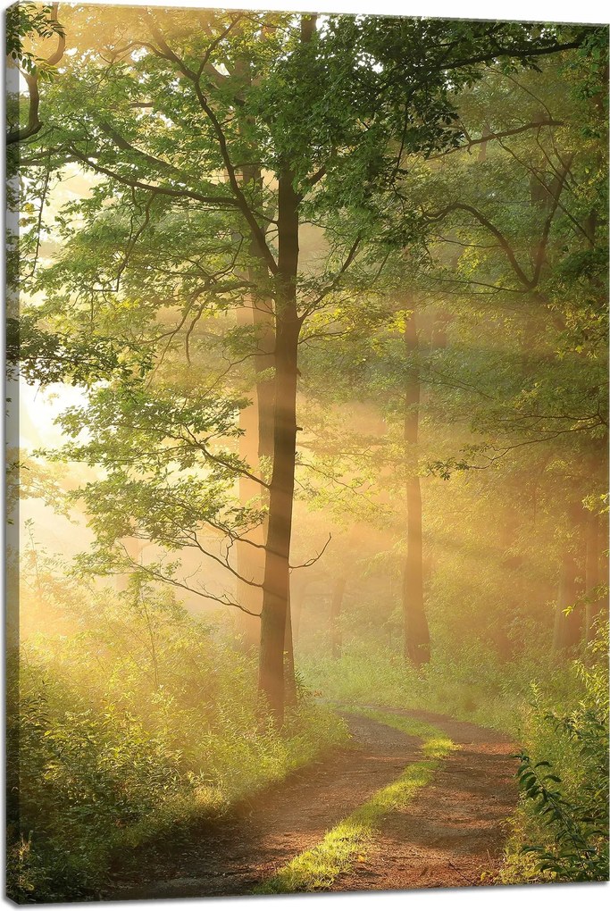 Vászonkép Napfény Erdő Ösvény Természet 40x60 cm