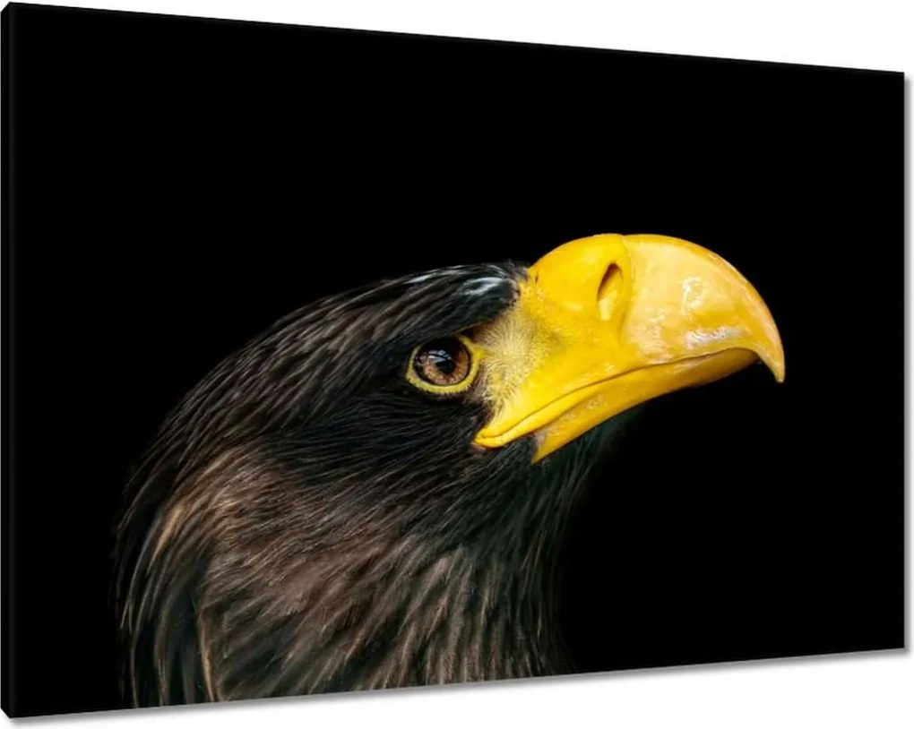 Vászonkép 100x70 Ragadozó madár sas