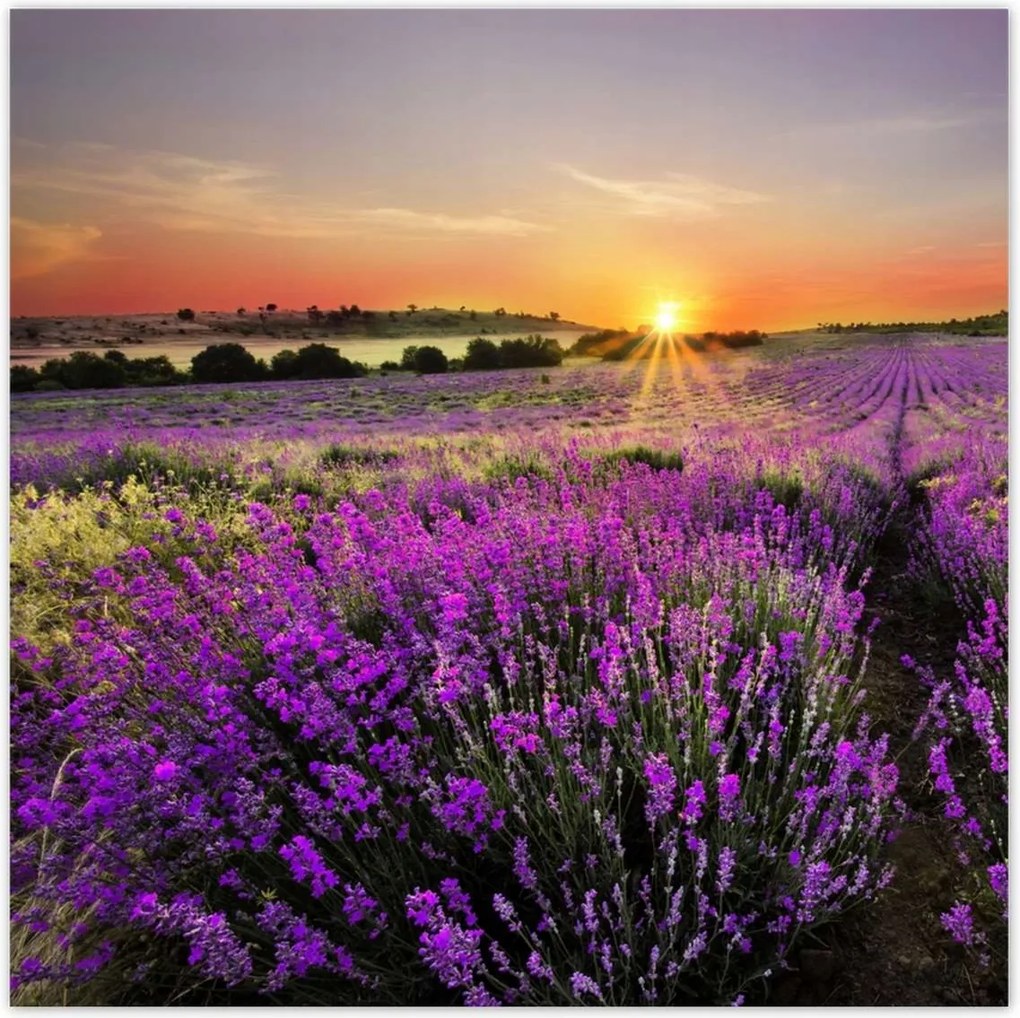 Poszterek 30x30 Levendula rét
