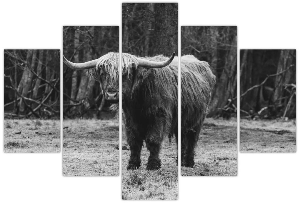 Kép - Skót tehén (150x105 cm)
